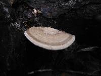 Trametes cubensis image