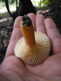 Lactarius hygrophoroides image