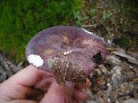 Russula mariae image