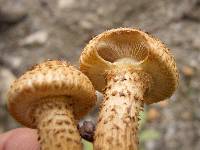 Pholiota squarrosa image