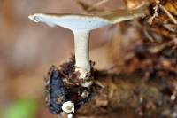 Polyporus brumalis image