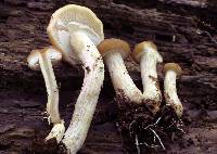 Agrocybe acericola image