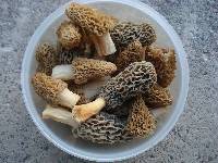 Morchella americana image