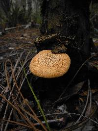 Suillus decipiens image