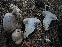 Cortinarius magnivelatus image