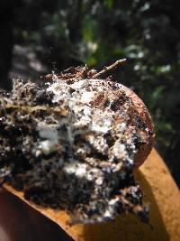 Boletus floridanus image