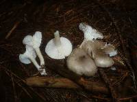 Hygrophorus pustulatus image