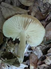 Megacollybia platyphylla image