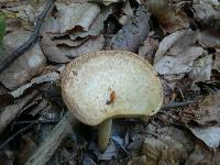 Polyporus tuberaster image