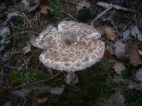 Macrolepiota mastoidea image