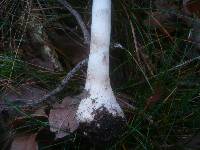 Macrolepiota mastoidea image