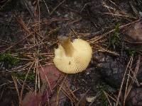 Russula puellaris image