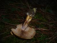 Cortinarius calochrous var. haasii image