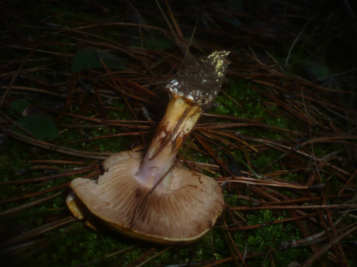 Cortinarius calochrous var. haasii image