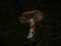 Cortinarius calochrous var. haasii image