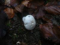 Clitopilus prunulus image