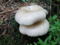 Pleurotus pulmonarius image
