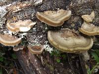 Trametes cubensis image