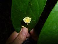 Leucocoprinus fragilissimus image