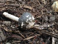 Coprinopsis picacea image