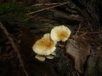 Hygrophoropsis aurantiaca image