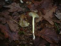 Hygrophorus hypothejus image