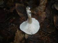 Hygrophorus pustulatus image