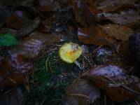 Hygrophorus speciosus image