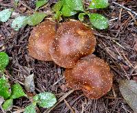 Cortinarius flavobasilis image