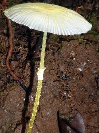 Leucocoprinus fragilissimus image