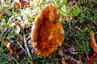 Russula foetens image