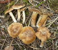 Inocybe chelanensis image