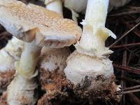 Amanita persicina image