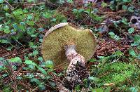 Suillus spraguei image