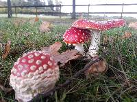 Amanita muscaria subsp. muscaria image