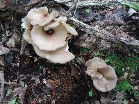 Royoporus badius image