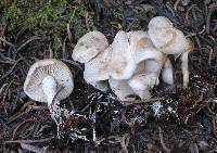 Clitocybe albirhiza image