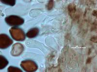 Panaeolus cyanescens image