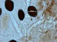 Panaeolus cyanescens image