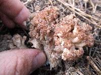 Ramaria rubripermanens image