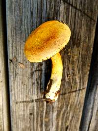 Tricholoma sulphureum image