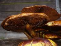 Pholiota limonella image