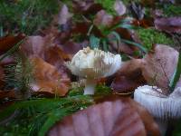 Tricholoma scalpturatum image