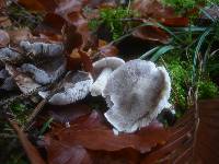 Tricholoma scalpturatum image