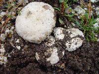 Amanita boudieri var. beillei image