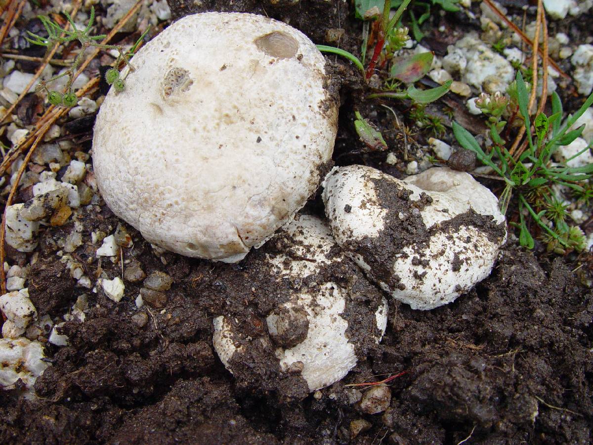 Amanita boudieri image