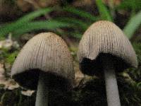 Coprinellus xanthothrix image