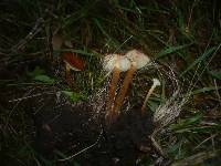 Flammulina ononidis image