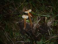 Flammulina ononidis image