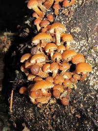 Kuehneromyces mutabilis image